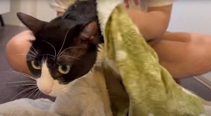 タオルで拭かれる猫