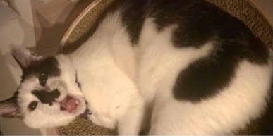 成長したダイフクくん