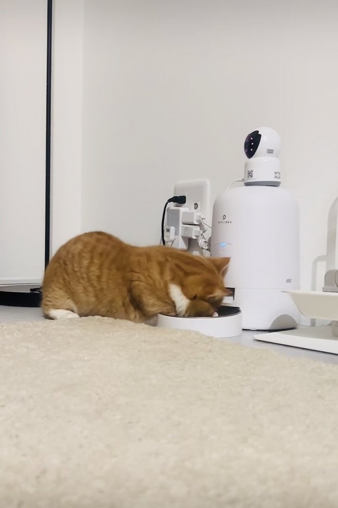給餌機のごはんを食べるマンチカン