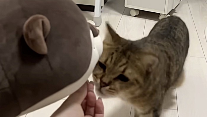 おやつを横取りする猫