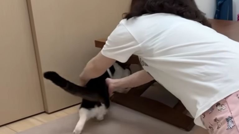 女性につかまる猫