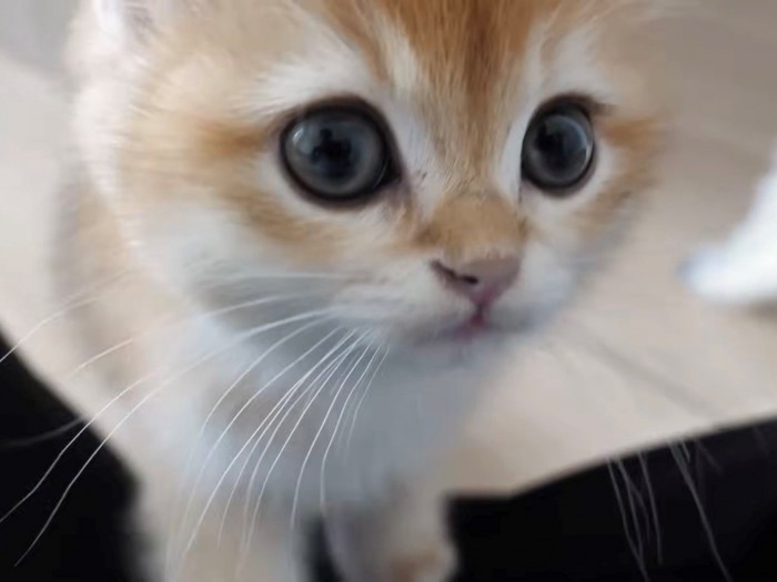 両手を飼い主の膝の上にかけた子猫