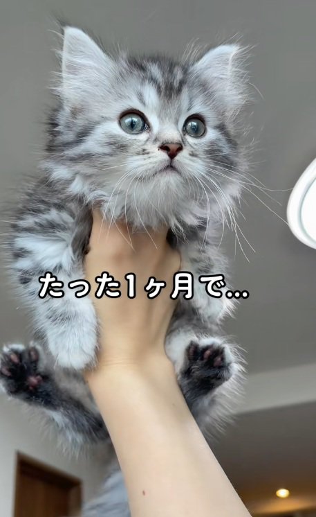 手で持ち上げられて正面を見ているマンチカンの子猫