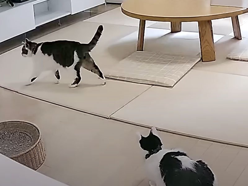 リビングの猫たち