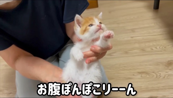 女性に抱っこされる子猫