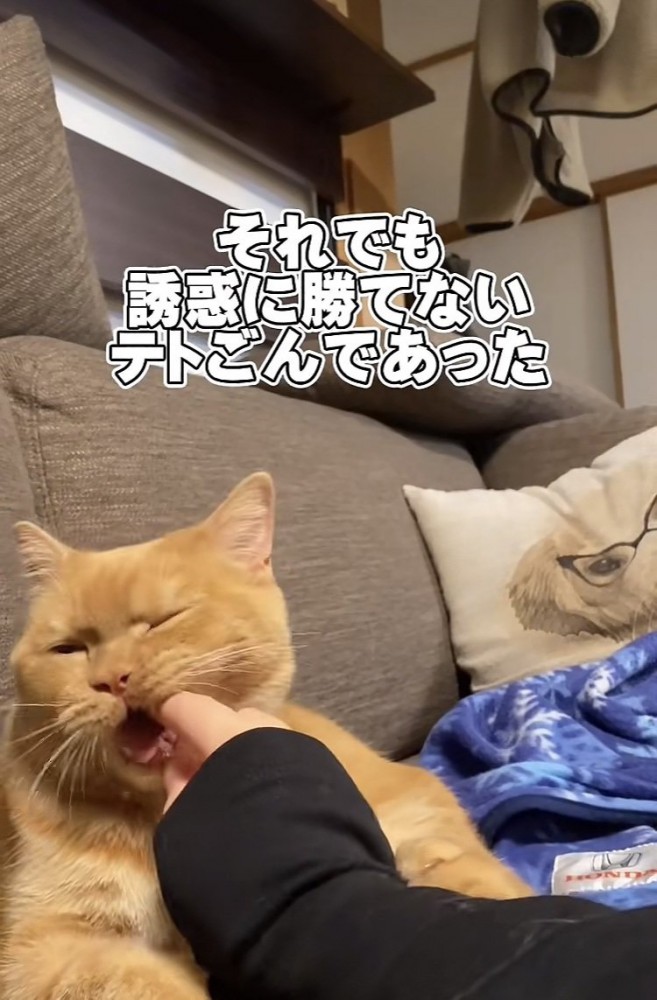 ママさんの指をカミカミするスコティッシュフォールド