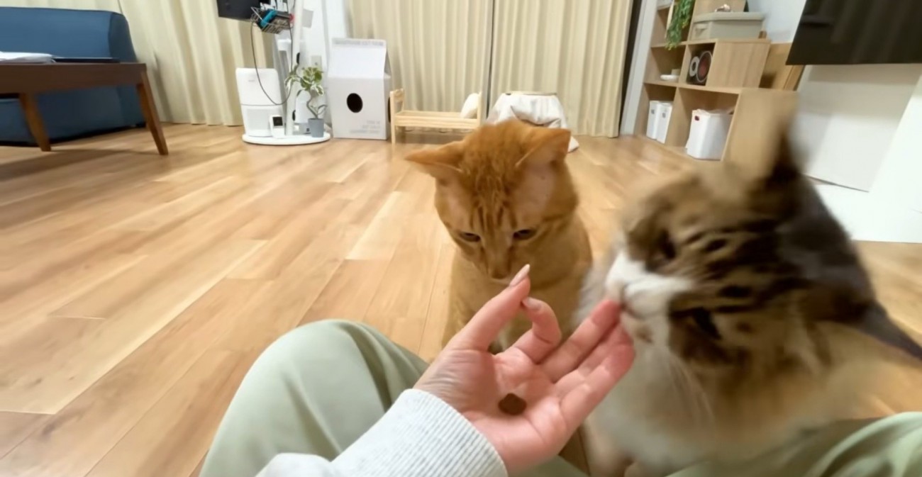 飼い主さんの手を噛むぽこまるさん