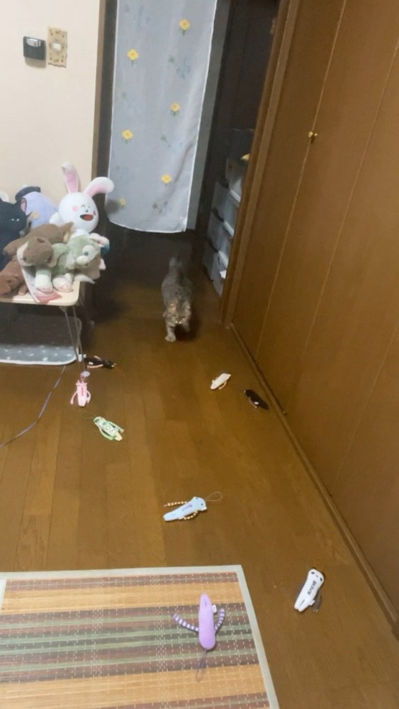 おもちゃを運ぶ猫さん