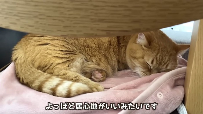 ピンクの電気毛布と茶トラ猫3