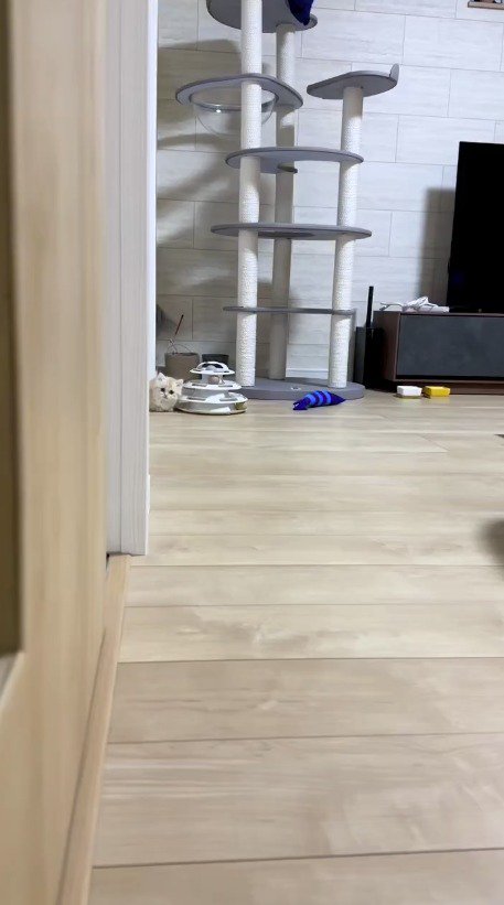 飼い主を見て立ち止まる猫