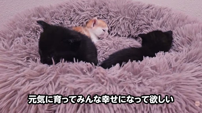 テロップ「元気に育って~」