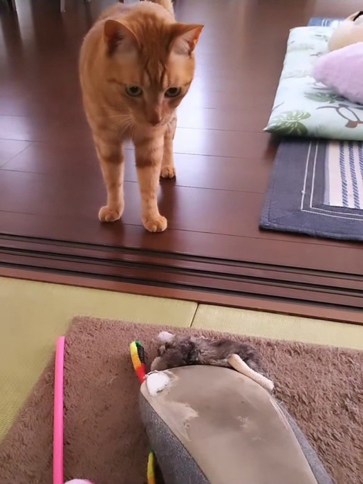 立っている茶トラ猫