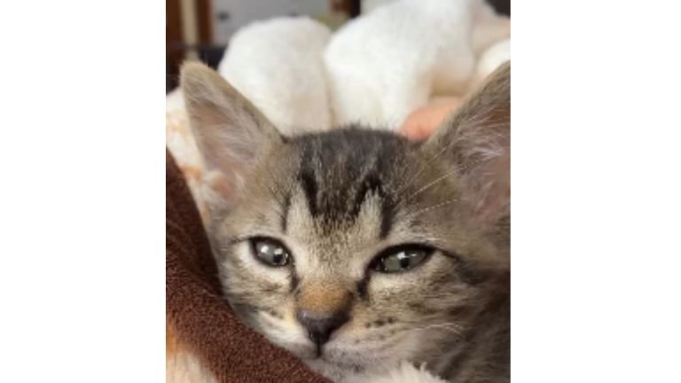 室内にいる猫