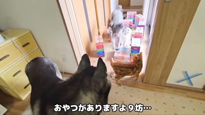 ジャンプするきゅうちゃん