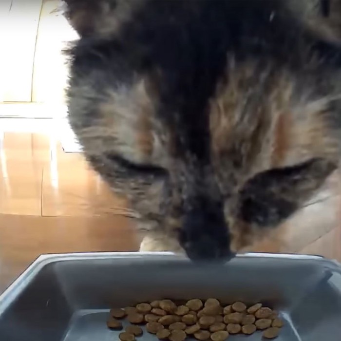 ご飯を出してもらった猫