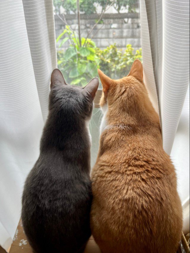窓際に座っている2匹の猫