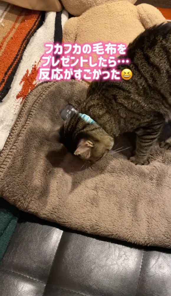 ソファの上の毛布に乗る猫