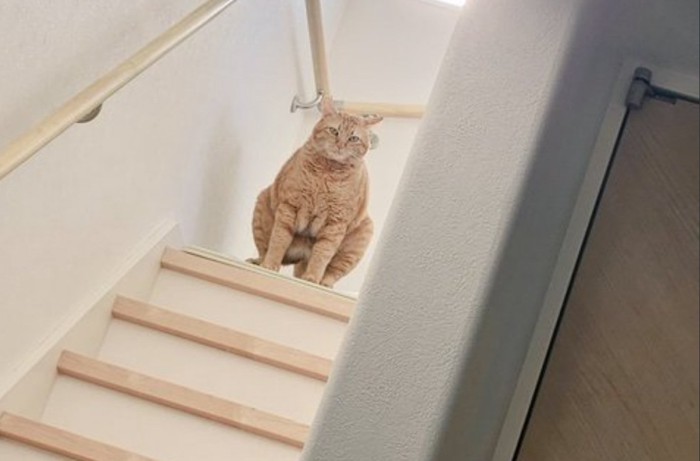 しこを踏むきなこくん