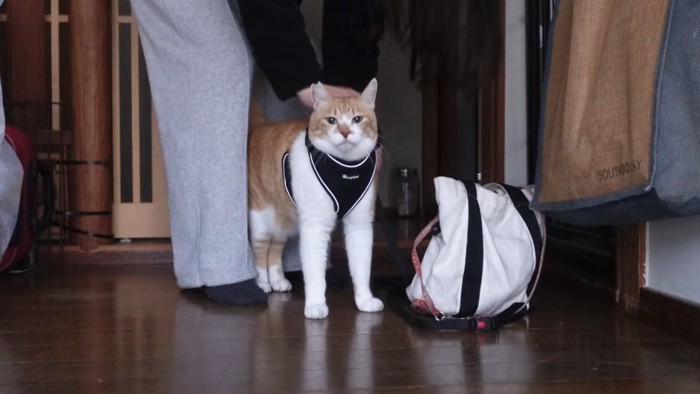 バーネスをつけた猫