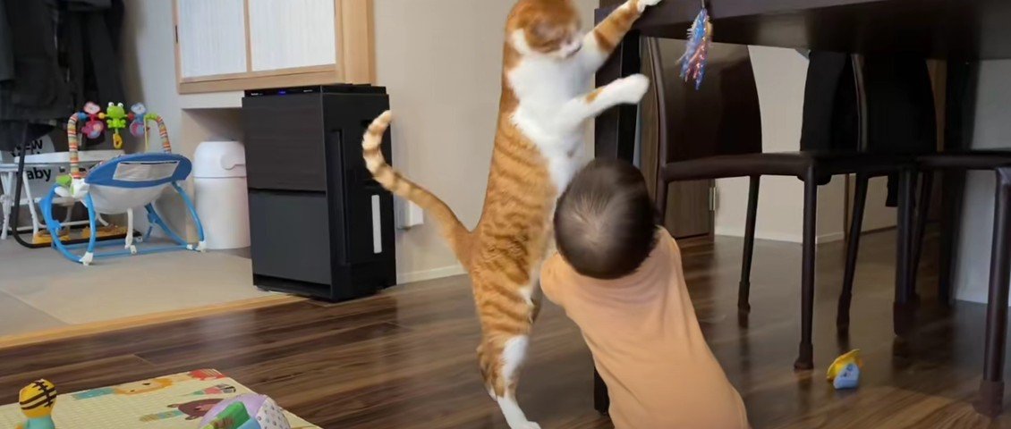おもちゃを垂らす猫と赤ちゃん