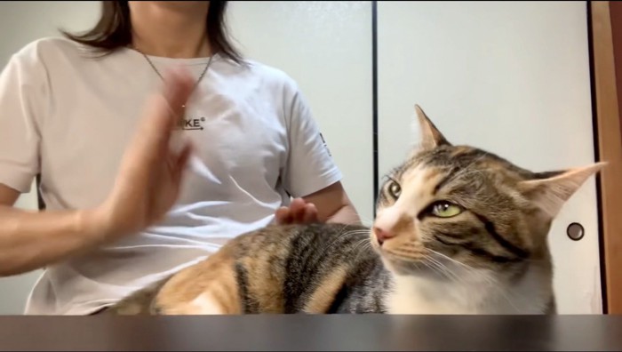 飼い主にお尻を叩かれて遠くを見つめる猫