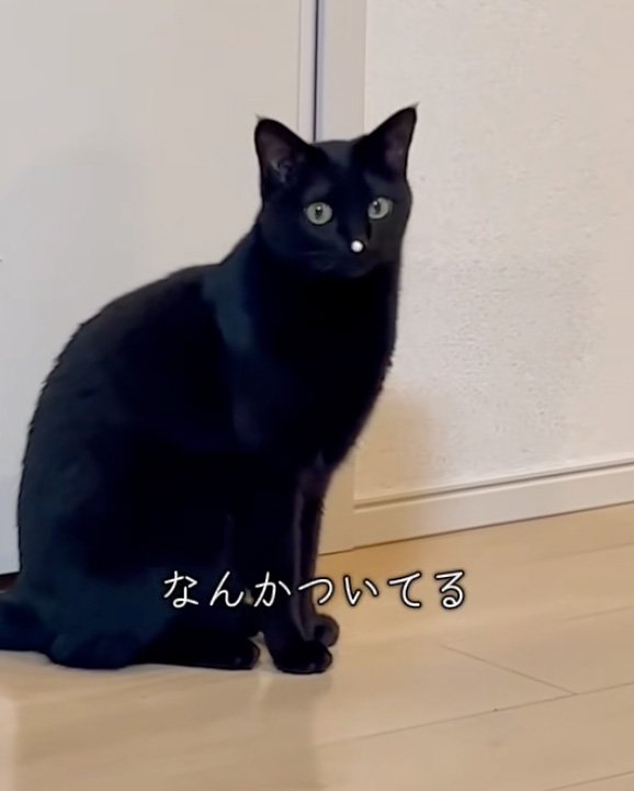 白い鼻の猫