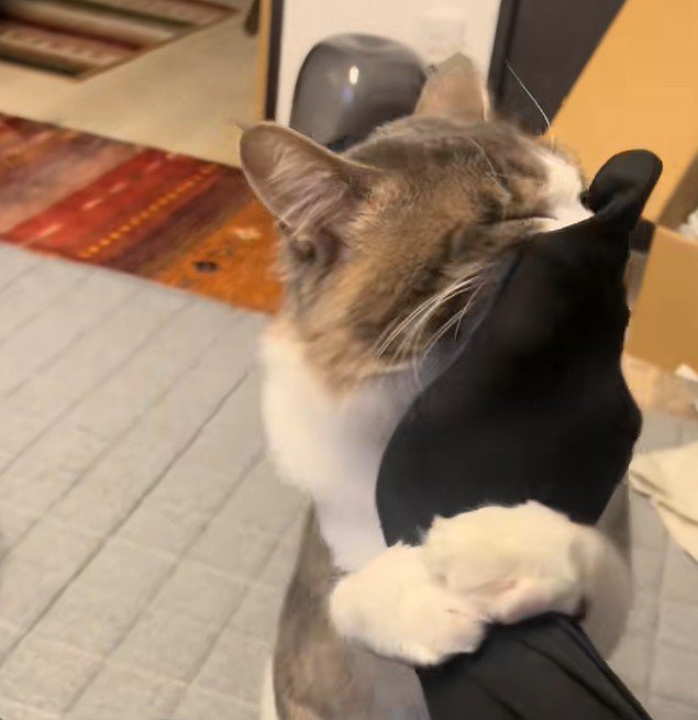 抱きつきながら目を細める猫