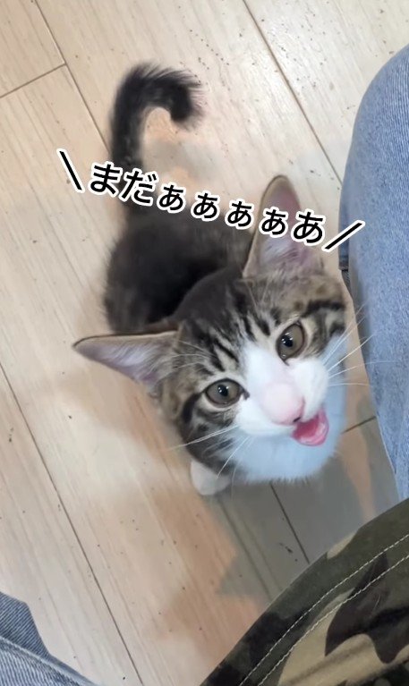鳴いている猫