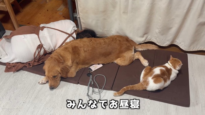 寝ている猫と犬と人