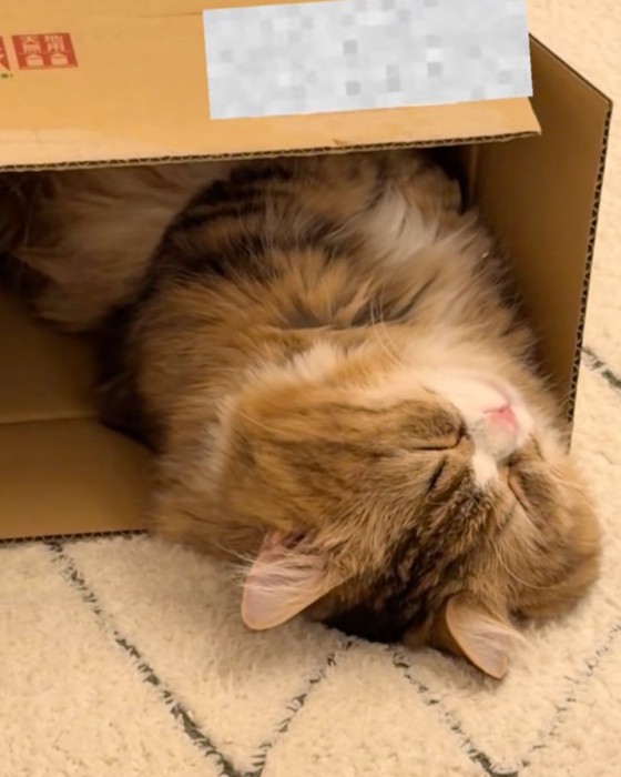 寝る猫