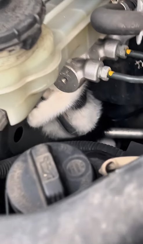 エンジンルームの管にしがみつく子猫の体