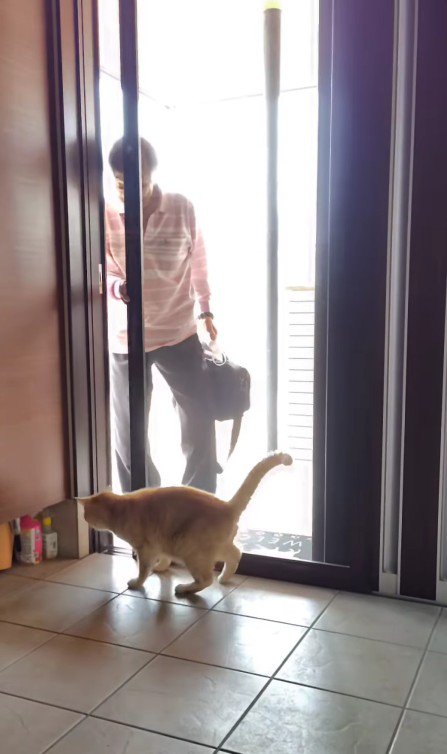 おじいちゃんを出迎える猫