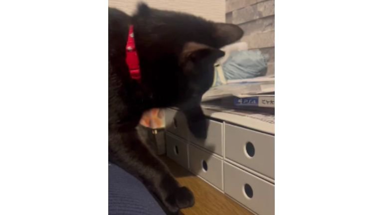 ソファの上にいる猫