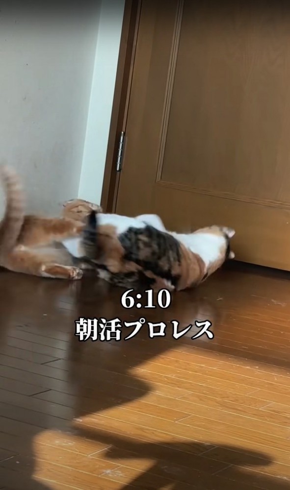 プロレスする猫
