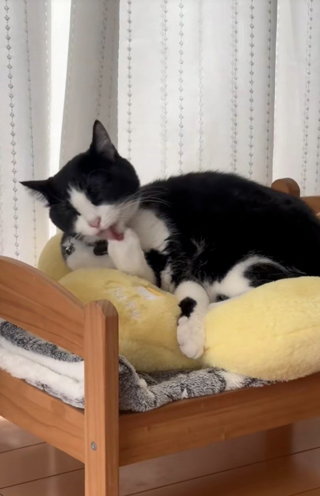 毛づくろいする猫2