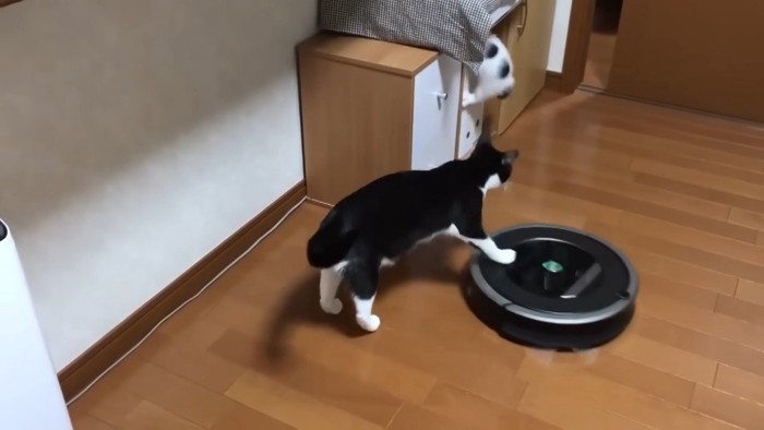ロボット掃除機を押しやるひまわりちゃん
