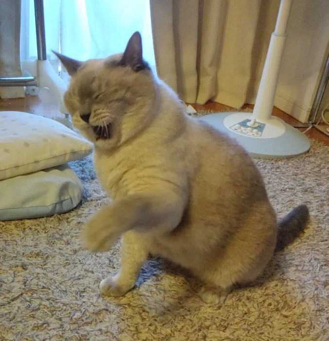 目を閉じて座る猫