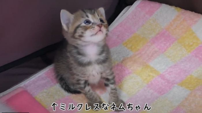 子猫