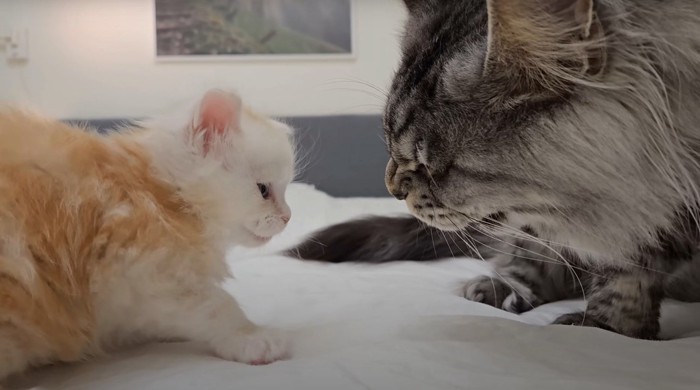 子猫を威嚇する猫