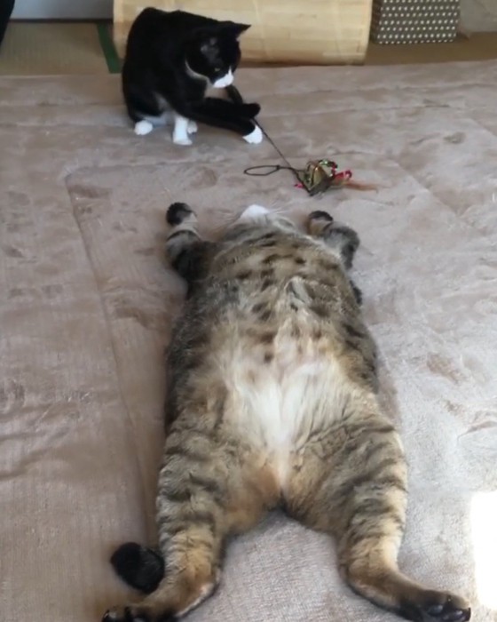 カーペットの上で前足を頭の方に伸ばし、仰向けで眠るキジトラ猫