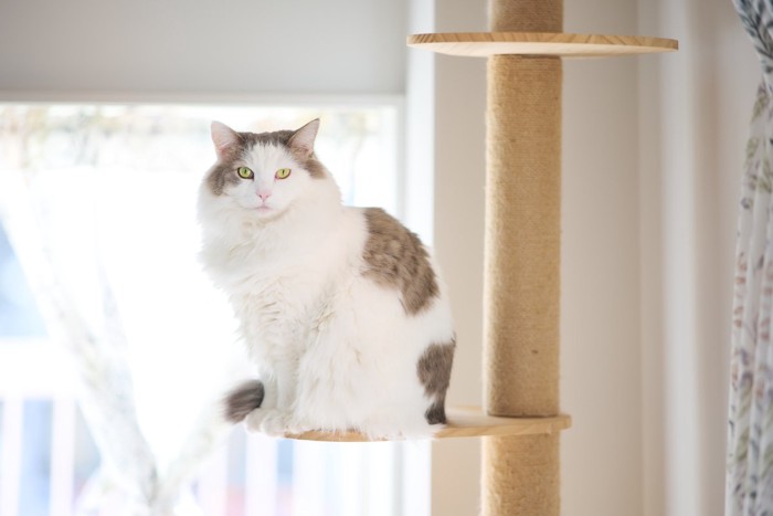 キャットタワーで座っている猫