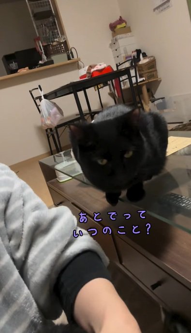 撫でられるのを待っている黒猫