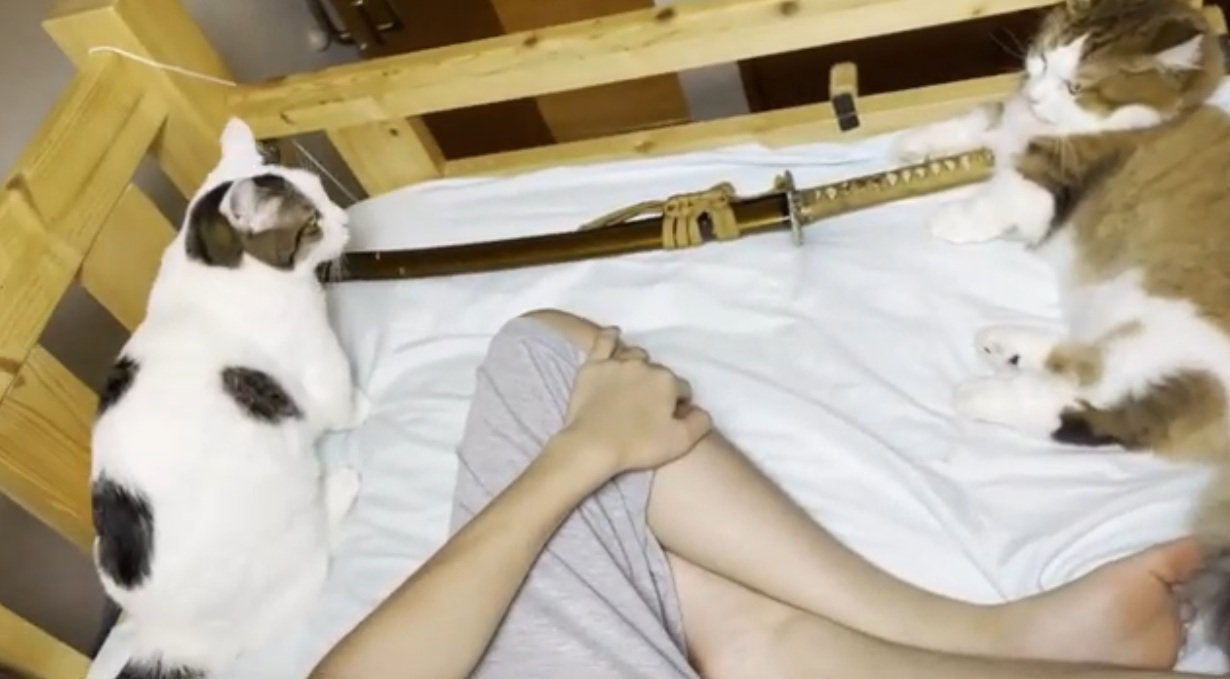 ベッドに寝転がっている猫と人間