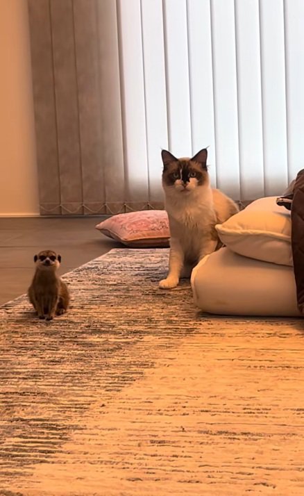 横に並んでいるラグドールとミーアキャット