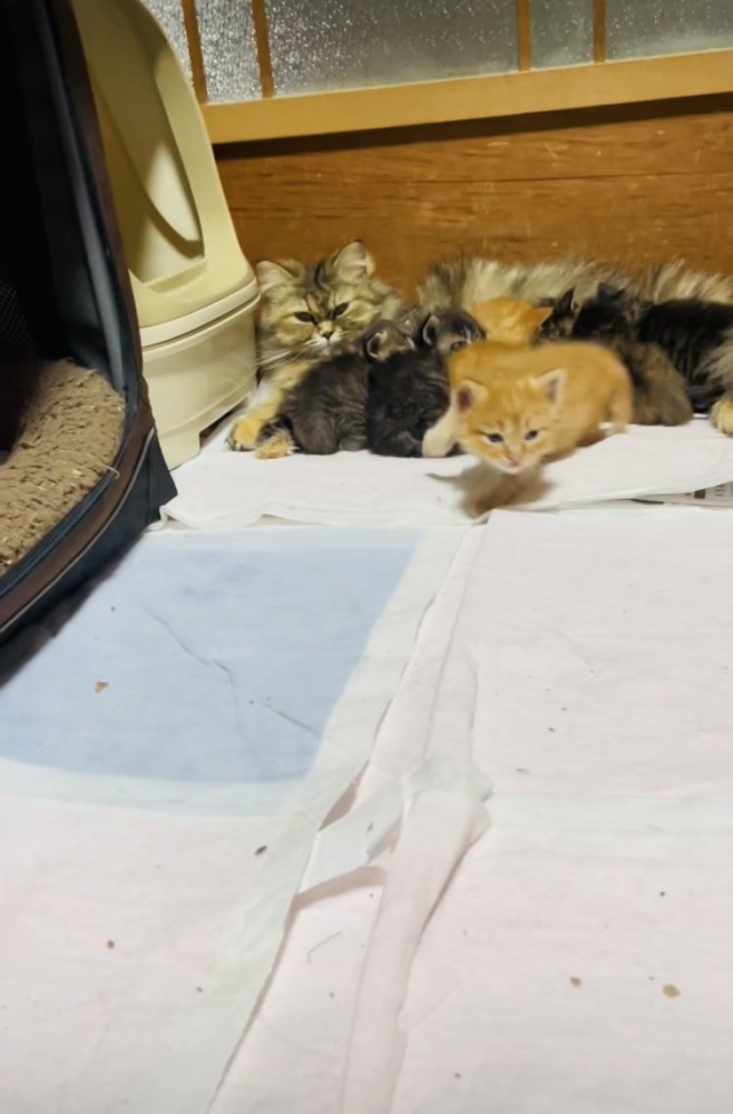 お母さん猫のおっぱいを飲む5匹の子猫とママに向かって歩く茶トラ子猫