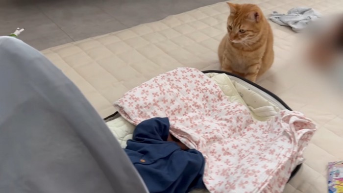 赤ちゃんを見守る猫