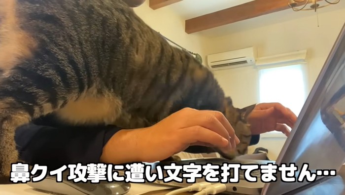 パソコンをしたい飼い主と邪魔をする猫