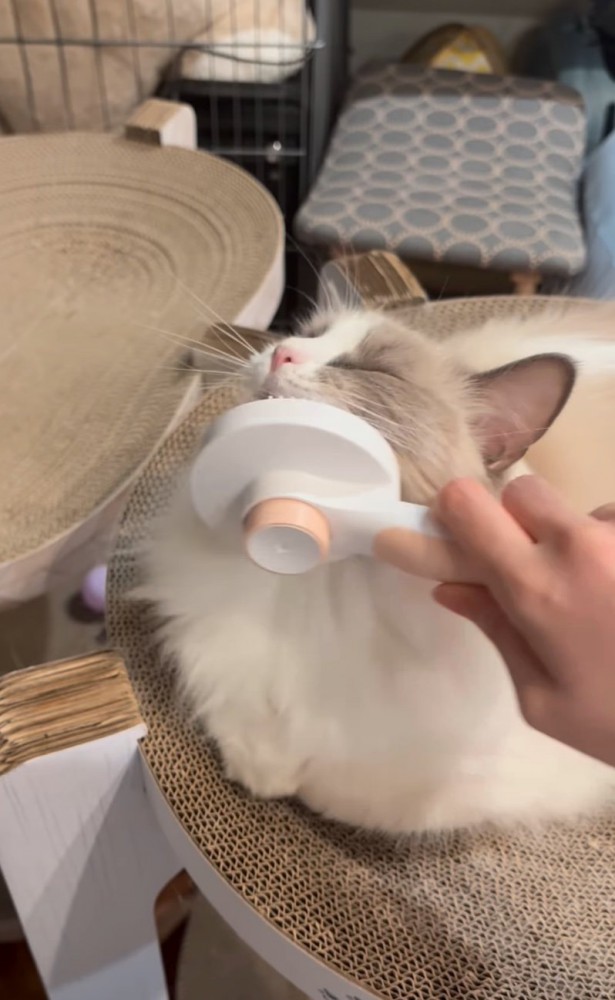 目を閉じて気持ち良さそうな猫