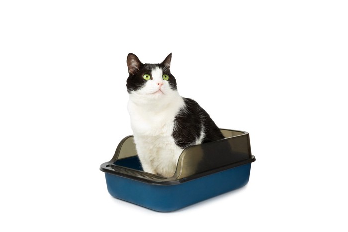 トイレ中の黒白猫