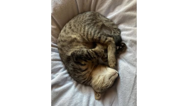 眠る猫